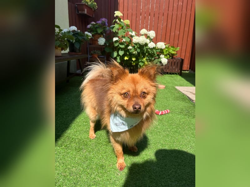 Tobi2 SR – unkomplizierter Sonnenschein sucht neues Glück