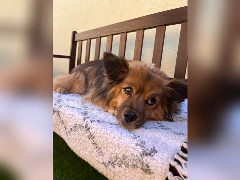 Buddy SR - sanfter Senior sucht liebevolles Gnadenplätzchen