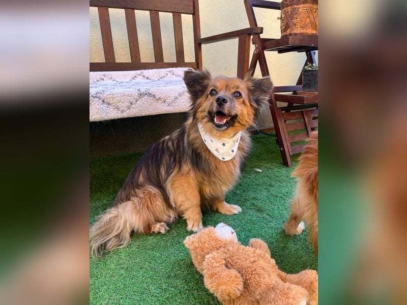 Buddy SR - sanfter Senior sucht liebevolles Gnadenplätzchen
