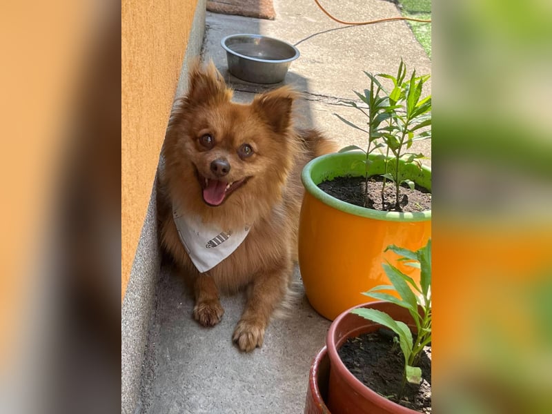 Tobi2 SR – unkomplizierter Sonnenschein sucht neues Glück