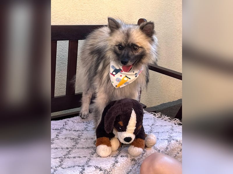 Stitch SR – kleiner Überlebenskämpfer sucht sein Happy End