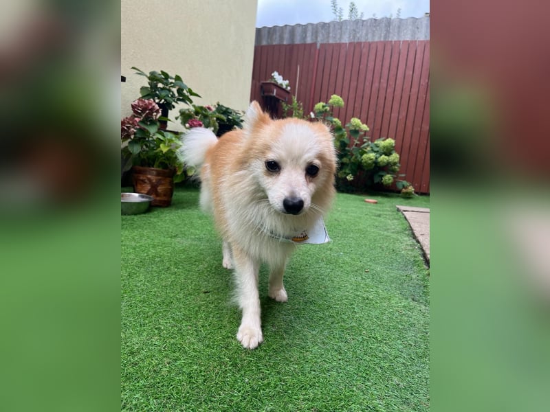 Alf SR – Freundlicher Spitz-Rüde sucht liebevolles Zuhause