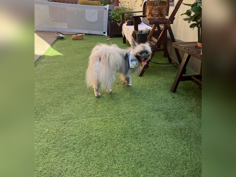 Stitch SR – kleiner Überlebenskämpfer sucht sein Happy End