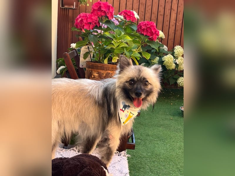 Stitch SR – kleiner Überlebenskämpfer sucht sein Happy End