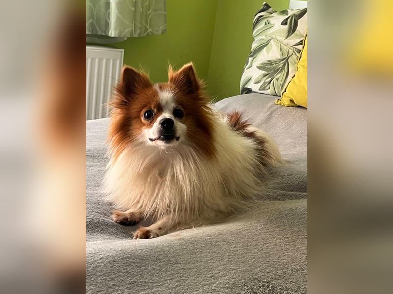 Peppino SR – kleiner Charmeur sucht großes Glück