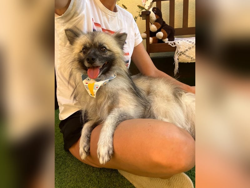 Stitch SR – kleiner Überlebenskämpfer sucht sein Happy End