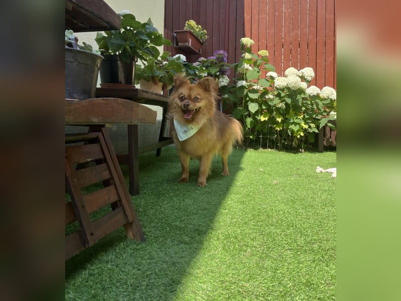 Tobi2 SR – unkomplizierter Sonnenschein sucht neues Glück