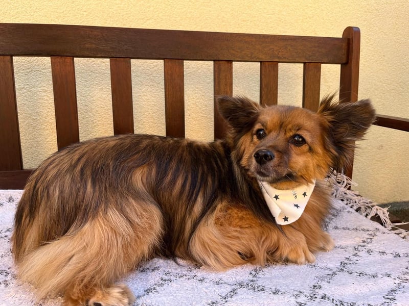 Buddy SR - sanfter Senior sucht liebevolles Gnadenplätzchen