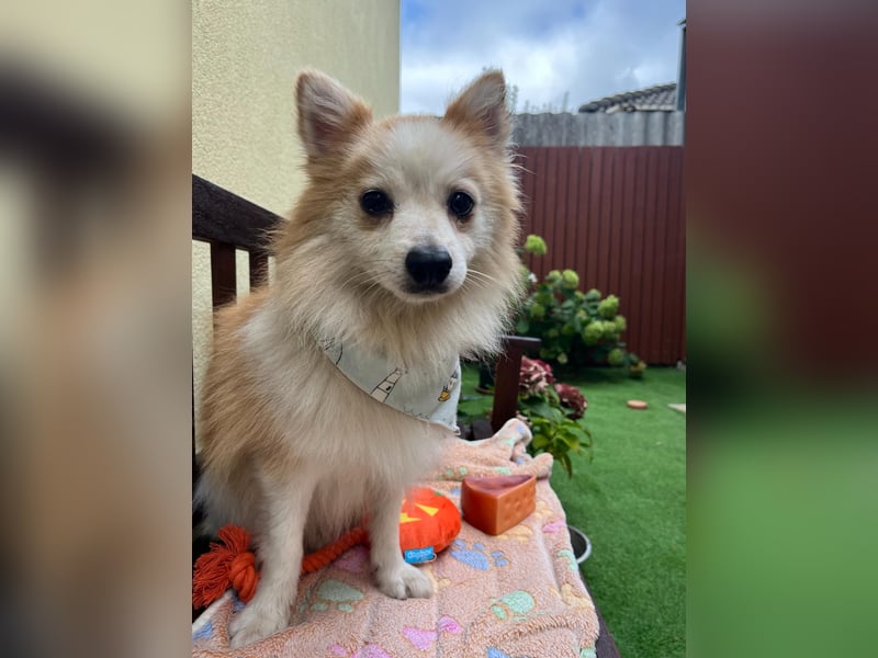 Alf SR – Freundlicher Spitz-Rüde sucht liebevolles Zuhause