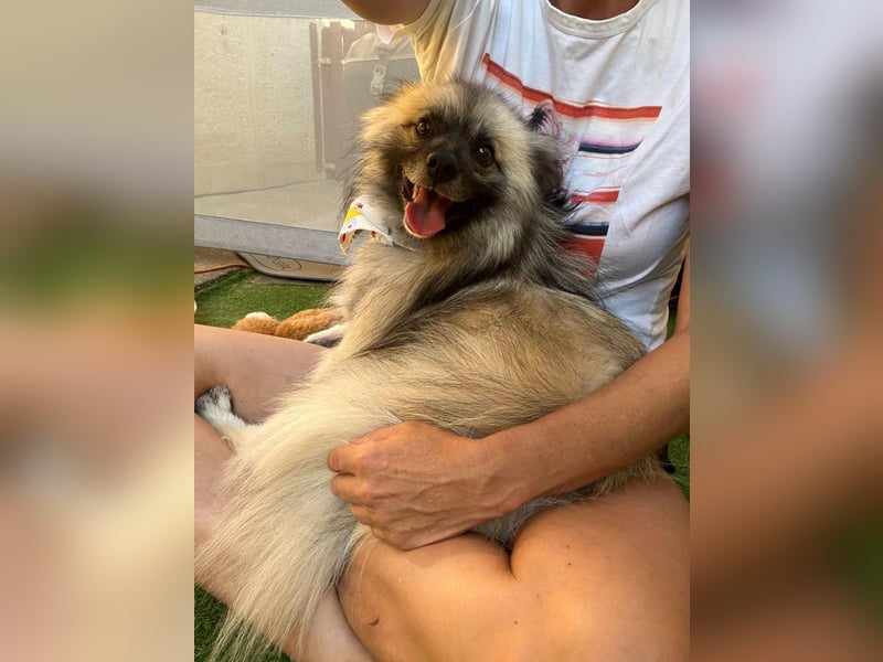 Stitch SR – kleiner Überlebenskämpfer sucht sein Happy End
