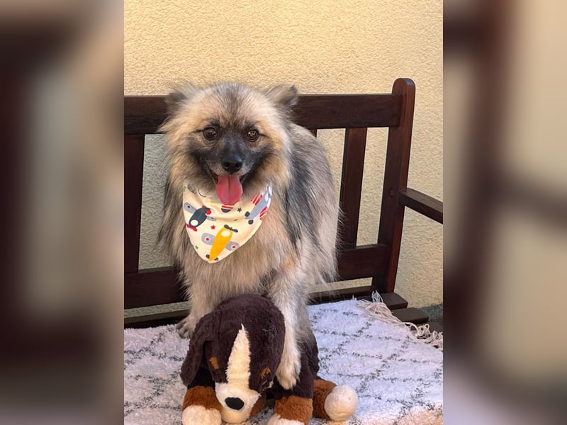 Stitch SR – kleiner Überlebenskämpfer sucht sein Happy End