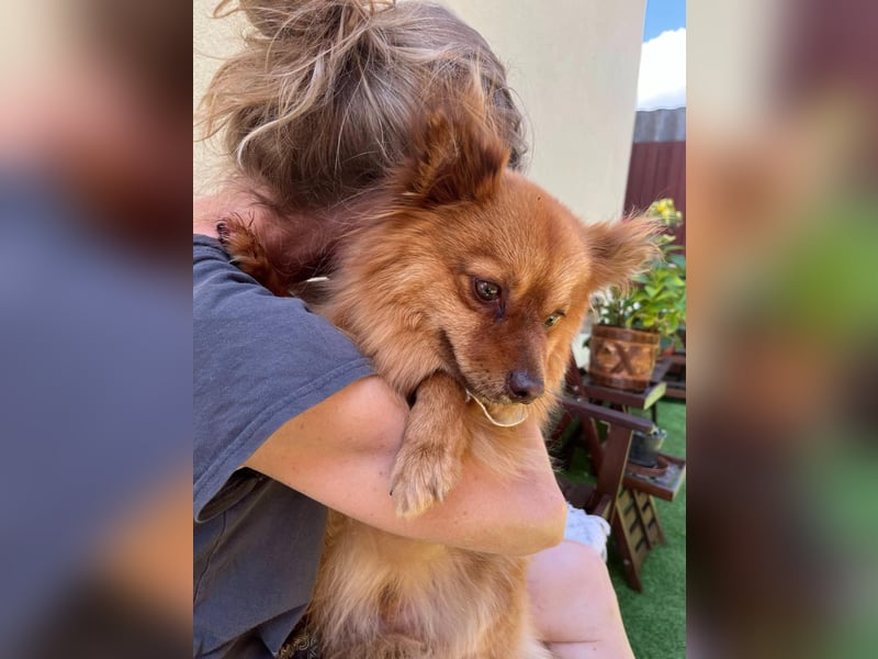 Tobi2 SR – unkomplizierter Sonnenschein sucht neues Glück