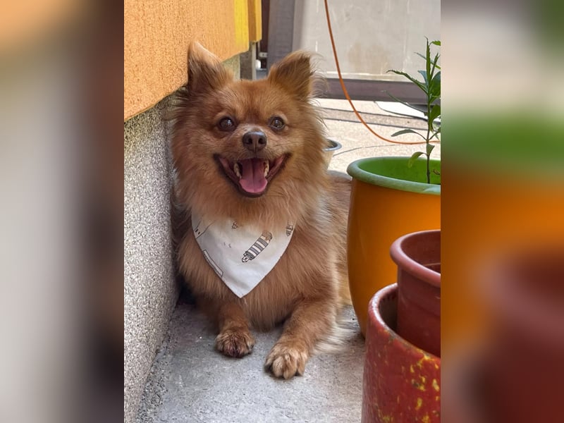 Tobi2 SR – unkomplizierter Sonnenschein sucht neues Glück
