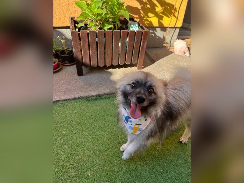 Stitch SR – kleiner Überlebenskämpfer sucht sein Happy End