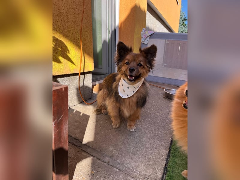 Buddy SR - sanfter Senior sucht liebevolles Gnadenplätzchen