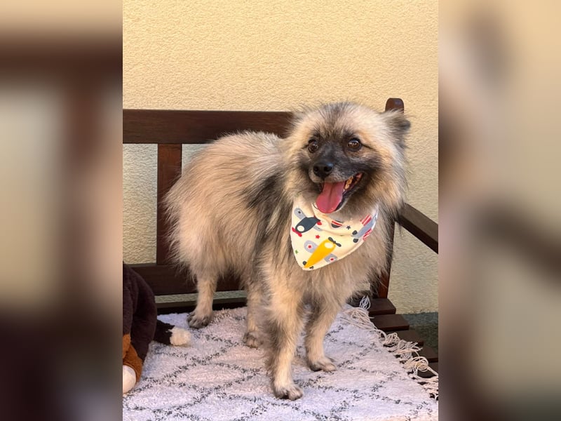 Stitch SR – kleiner Überlebenskämpfer sucht sein Happy End