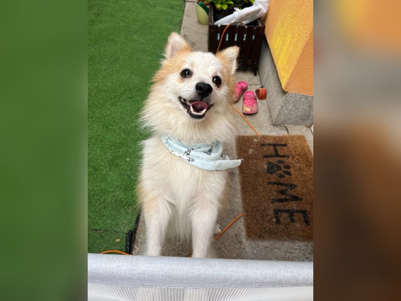 Alf SR – Freundlicher Spitz-Rüde sucht liebevolles Zuhause