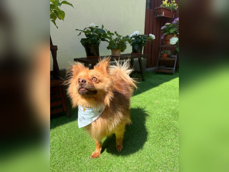 Tobi2 SR – unkomplizierter Sonnenschein sucht neues Glück