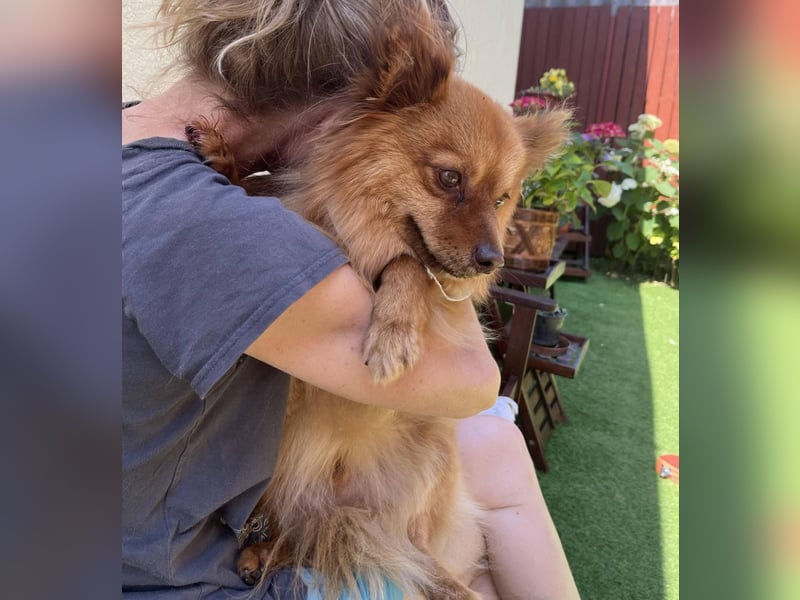 Tobi2 SR – unkomplizierter Sonnenschein sucht neues Glück