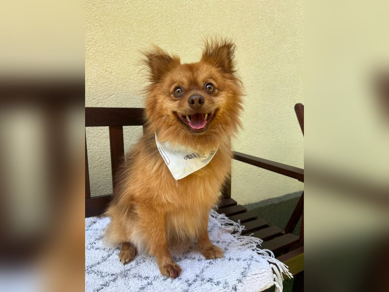 Tobi2 SR – unkomplizierter Sonnenschein sucht neues Glück