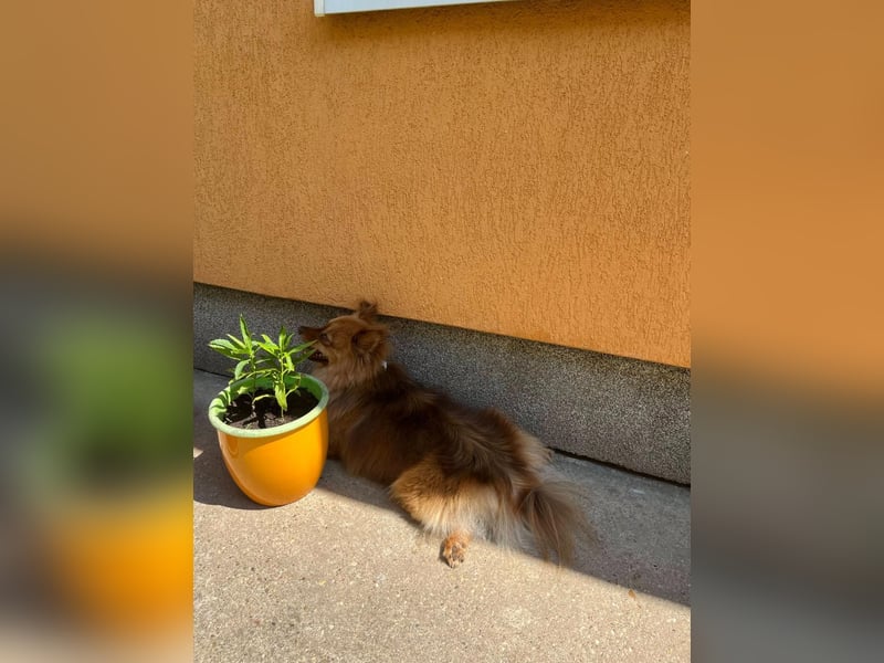 Tobi2 SR – unkomplizierter Sonnenschein sucht neues Glück