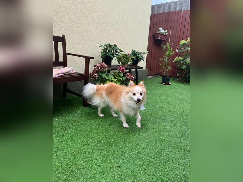 Alf SR – Freundlicher Spitz-Rüde sucht liebevolles Zuhause