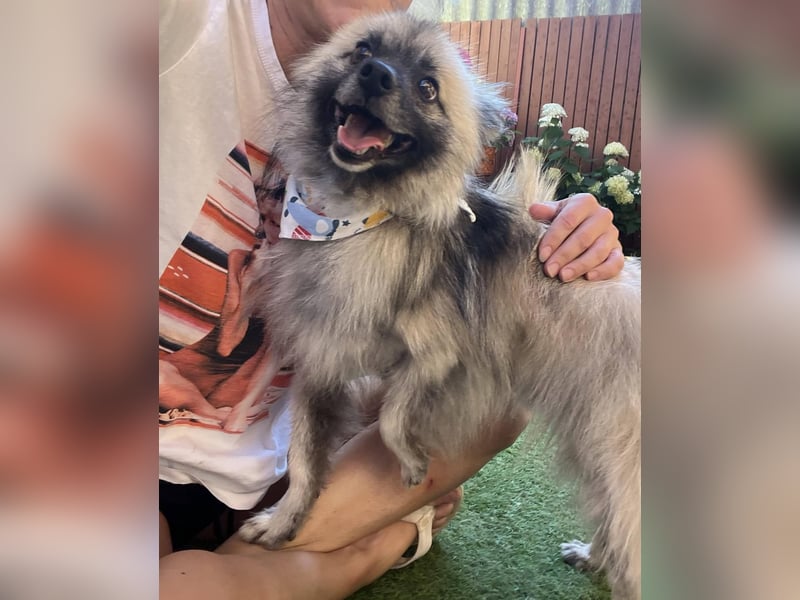 Stitch SR – kleiner Überlebenskämpfer sucht sein Happy End