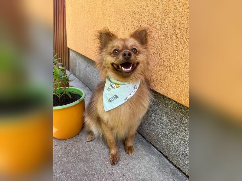 Tobi2 SR – unkomplizierter Sonnenschein sucht neues Glück