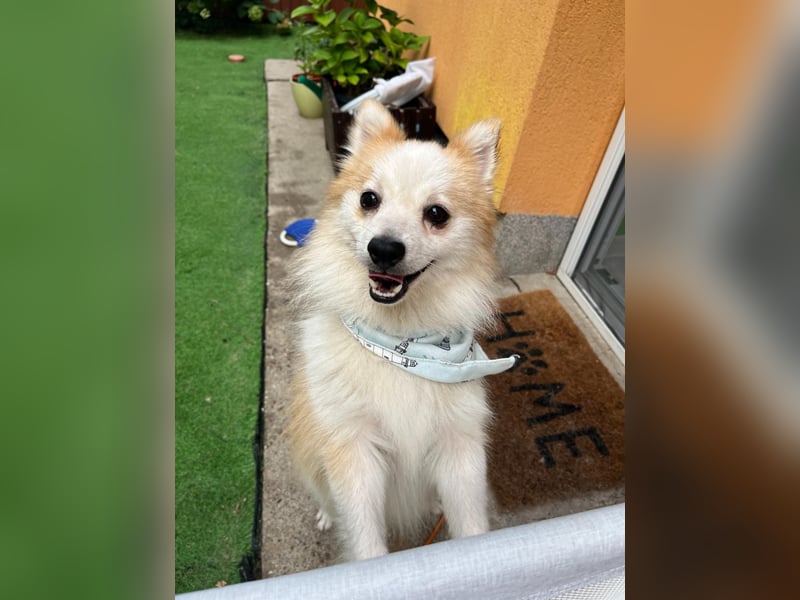 Alf SR – Freundlicher Spitz-Rüde sucht liebevolles Zuhause