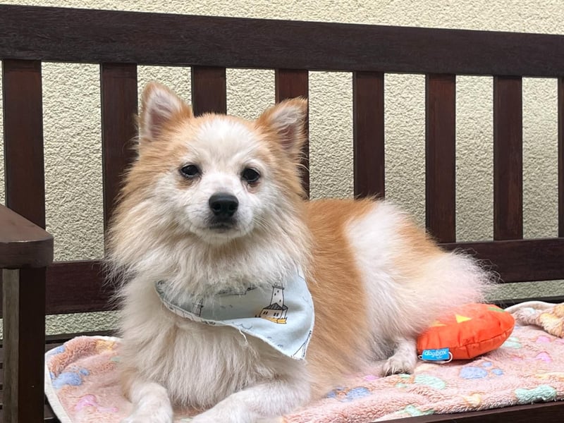 Alf SR – Freundlicher Spitz-Rüde sucht liebevolles Zuhause