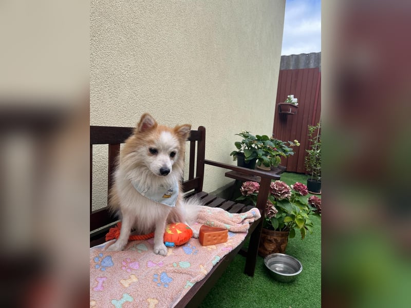 Alf SR – Freundlicher Spitz-Rüde sucht liebevolles Zuhause