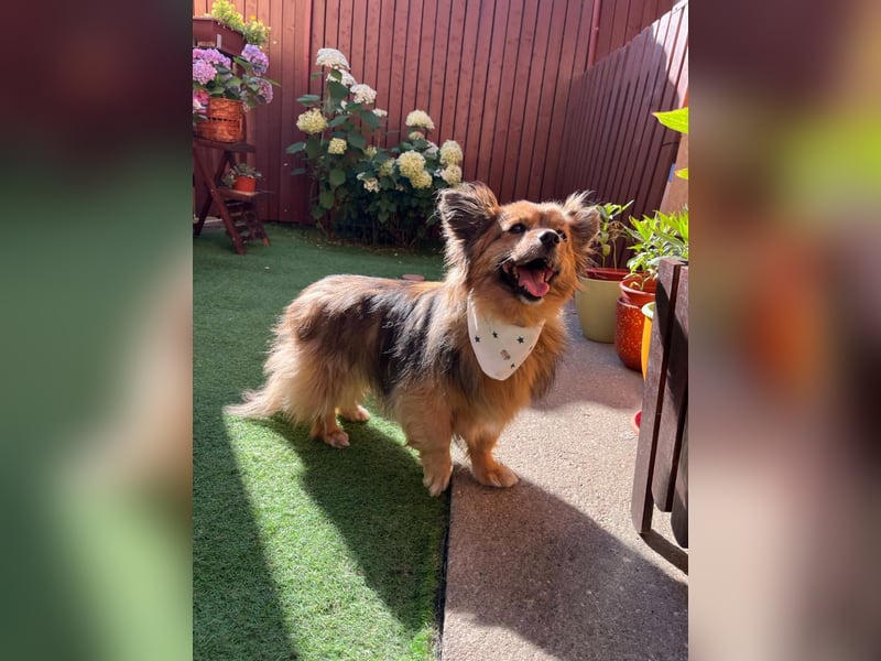 Buddy SR - sanfter Senior sucht liebevolles Gnadenplätzchen