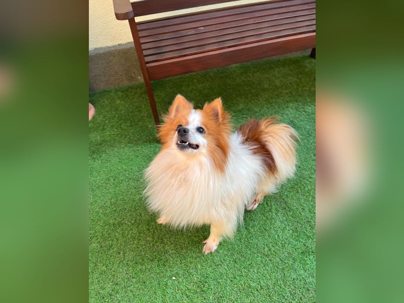 Peppino SR – kleiner Charmeur sucht großes Glück