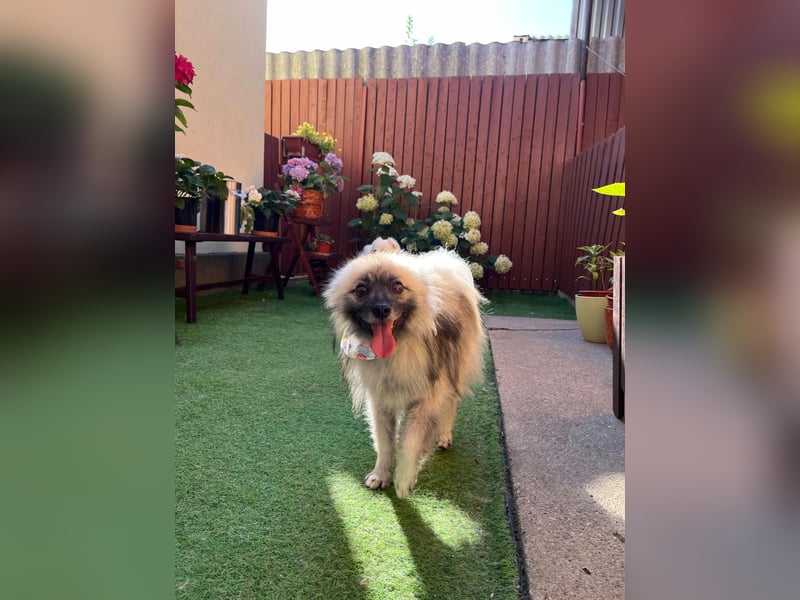 Stitch SR – kleiner Überlebenskämpfer sucht sein Happy End