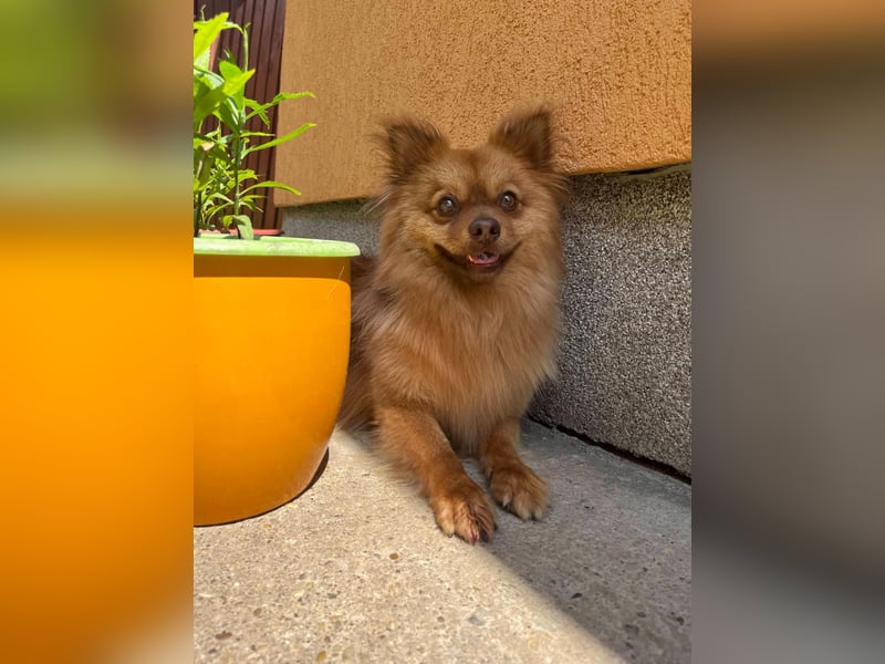 Tobi2 SR – unkomplizierter Sonnenschein sucht neues Glück