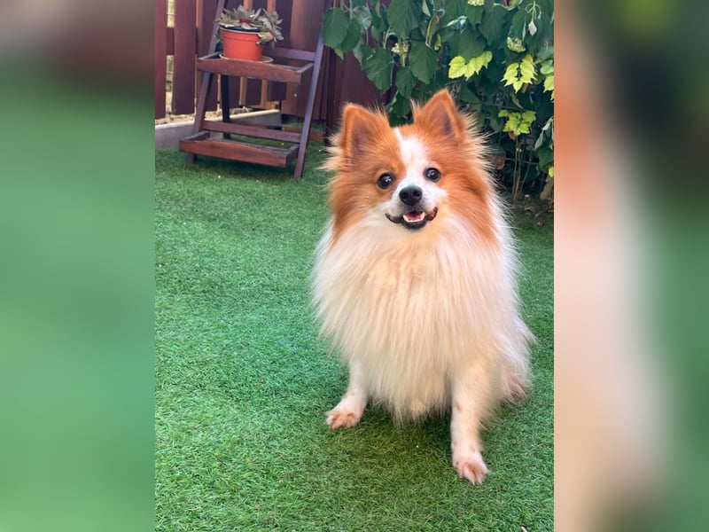 Peppino SR – kleiner Charmeur sucht großes Glück