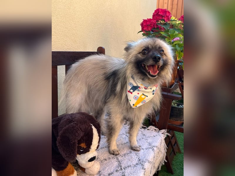 Stitch SR – kleiner Überlebenskämpfer sucht sein Happy End