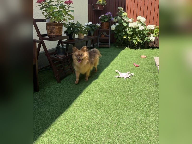 Tobi2 SR – unkomplizierter Sonnenschein sucht neues Glück