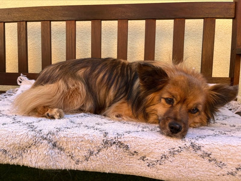 Buddy SR - sanfter Senior sucht liebevolles Gnadenplätzchen