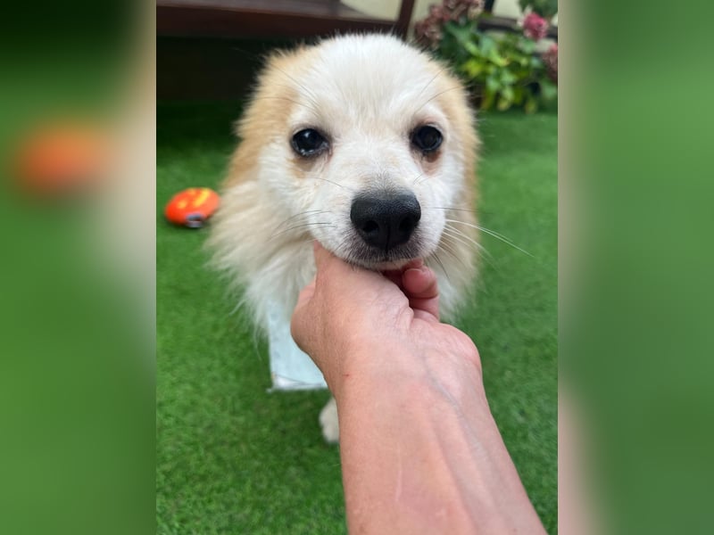Alf SR – Freundlicher Spitz-Rüde sucht liebevolles Zuhause