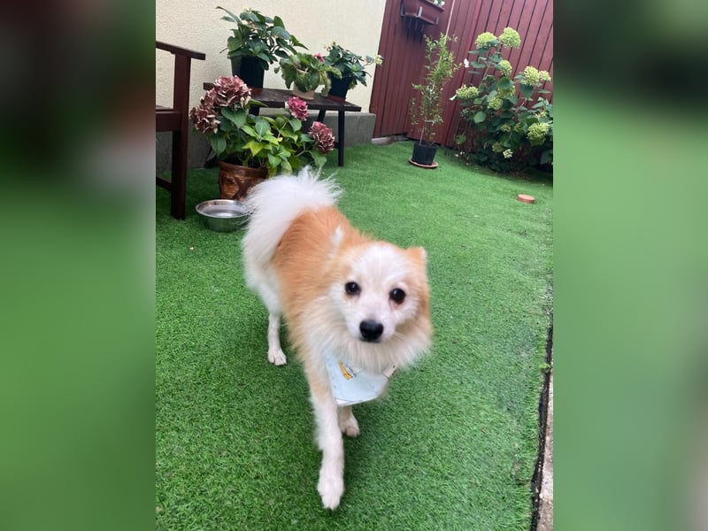 Alf SR – Freundlicher Spitz-Rüde sucht liebevolles Zuhause