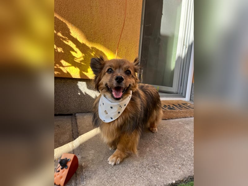Buddy SR - sanfter Senior sucht liebevolles Gnadenplätzchen