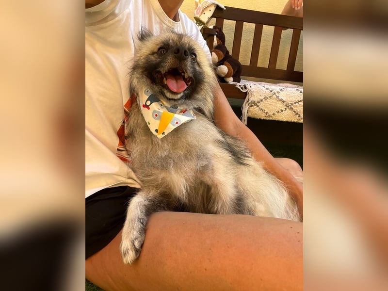 Stitch SR – kleiner Überlebenskämpfer sucht sein Happy End