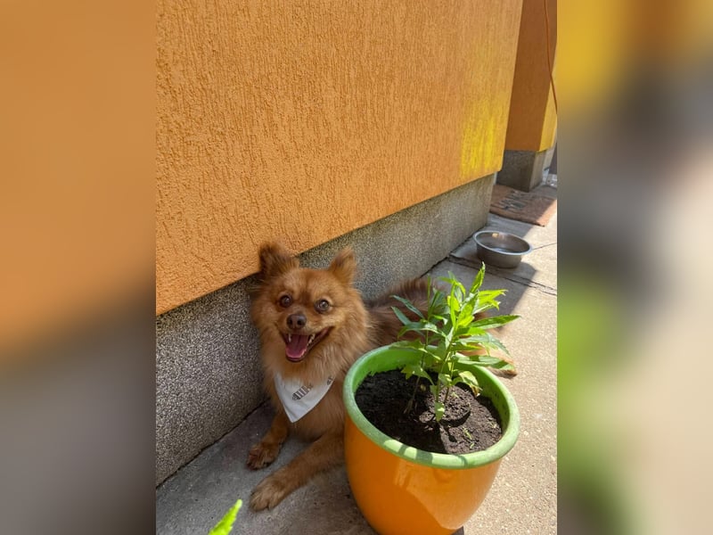 Tobi2 SR – unkomplizierter Sonnenschein sucht neues Glück