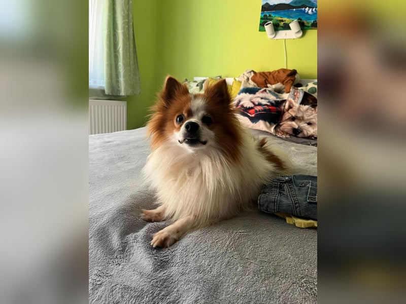 Peppino SR – kleiner Charmeur sucht großes Glück
