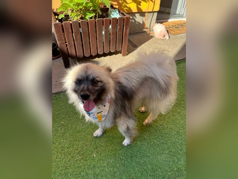 Stitch SR – kleiner Überlebenskämpfer sucht sein Happy End