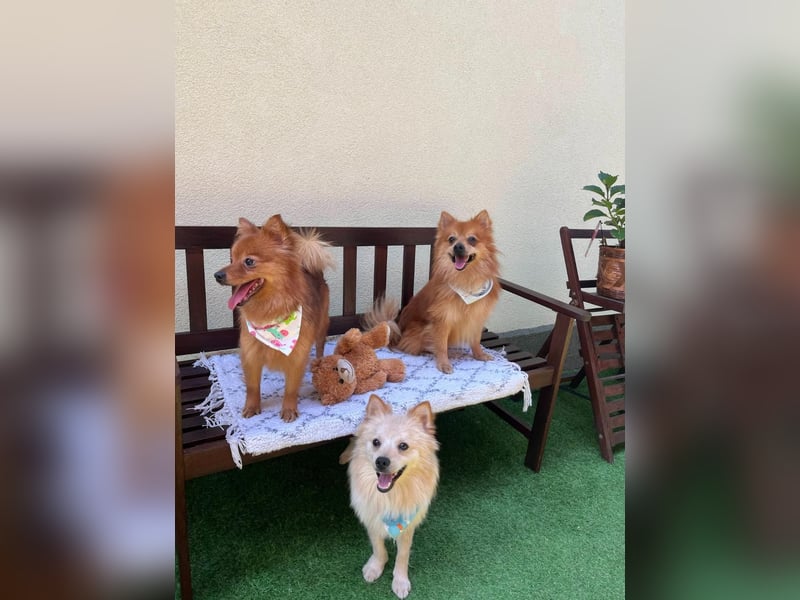 Biscuit SR – junger Herzensbrecher sucht liebevolles Zuhause