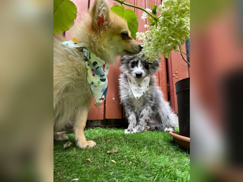 Scotty SR - quirliger Mini-Spitz sucht aktives Zuhause mit Herz