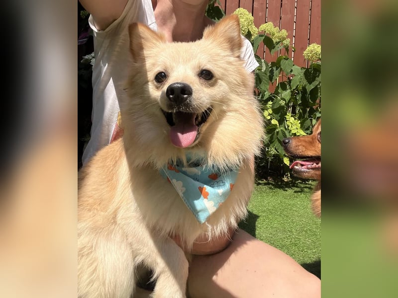 Biscuit SR – junger Herzensbrecher sucht liebevolles Zuhause