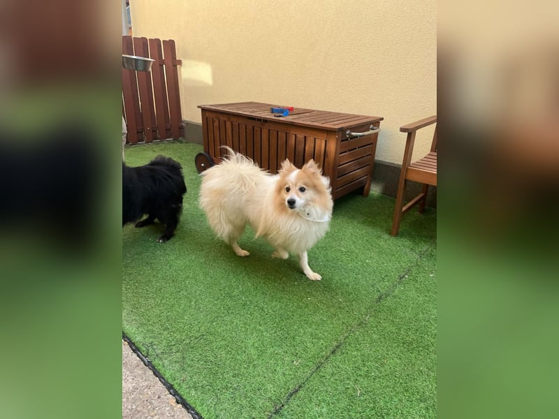 Leo SR – kleiner Sonnenschein sucht ein liebevolles Zuhause!